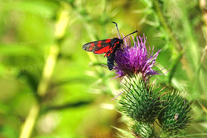 Zygaena filipendulae, Six-spotted Ragwort, July, Saxony, Germany, Europe