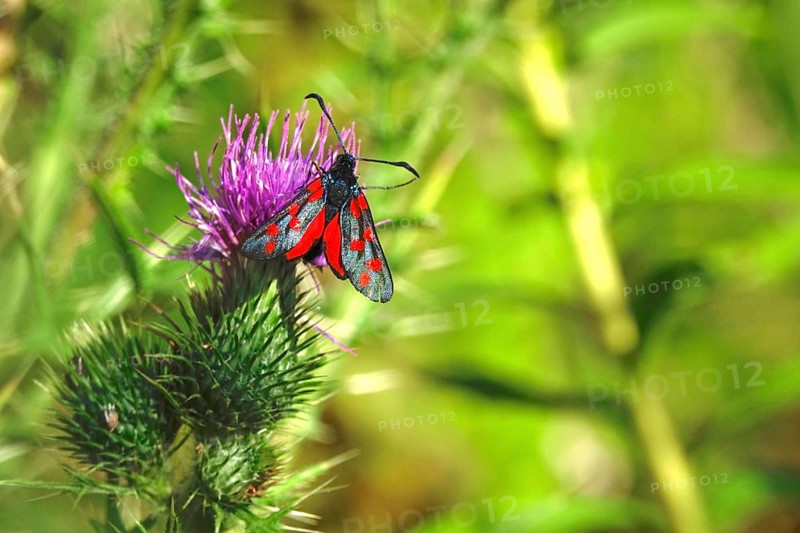 Zygaena filipendulae, Six-spotted Ragwort, July, Saxony, Germany, Europe