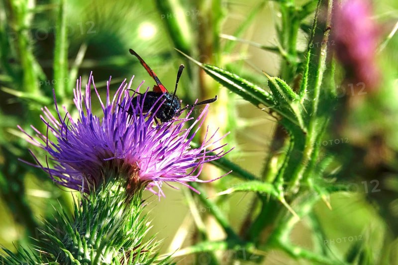 Zygaena filipendulae, Six-spotted Ragwort, July, Saxony, Germany, Europe