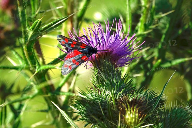 Zygaena filipendulae, Six-spotted Ragwort, July, Saxony, Germany, Europe
