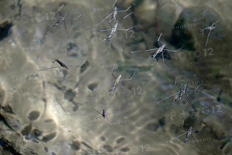 Common pond skater (Gerris Lacustris) on a pond, July, Germany, Europe
