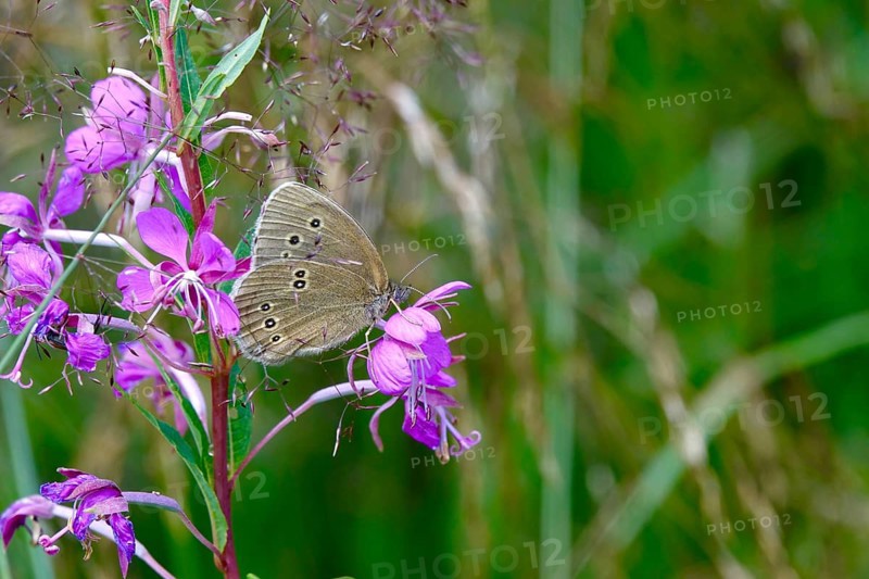 Ringlet (Aphantopus hyperantus), summer, Saxony, Germany, Europe