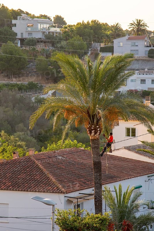 Arborist pruning the crown of a palm tree in Altea La Vella, province of Alicante, autonomous community of Valencia, Spain on 31 July 2024