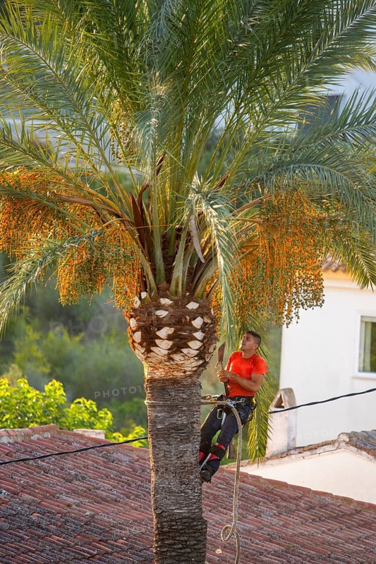 Arborist pruning the crown of a palm tree in Altea La Vella, province of Alicante, autonomous community of Valencia, Spain on 31 July 2024