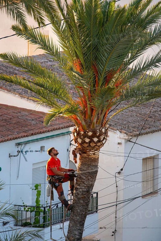 Arborist pruning the crown of a palm tree in Altea La Vella, province of Alicante, autonomous community of Valencia, Spain on 31 July 2024