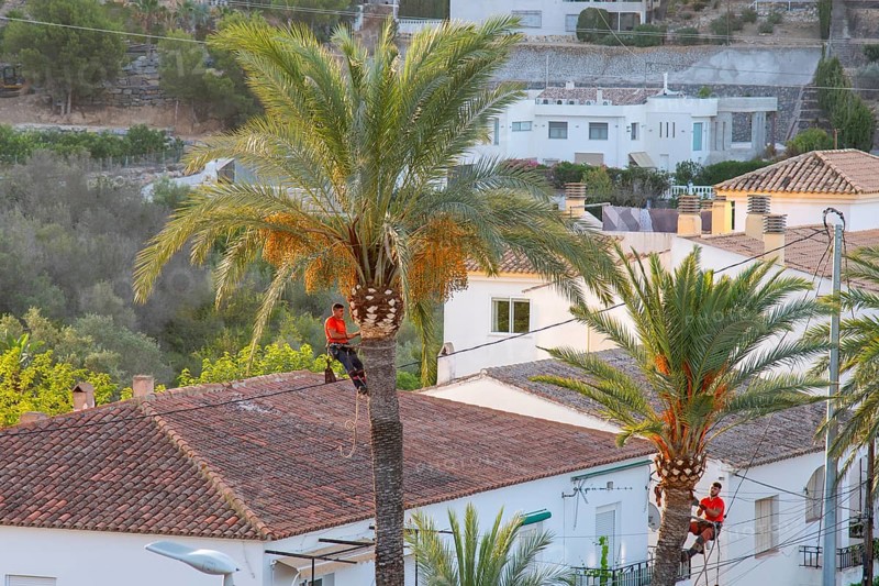 Arborists pruning the crowns of palm trees in Altea La Vella, province of Alicante, autonomous community of Valencia, Spain on 31 July 2024