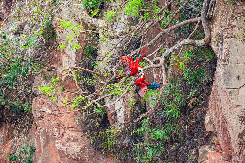 Red-and-green macaw (Ara chloropterus) Buraco das Araras Brazil