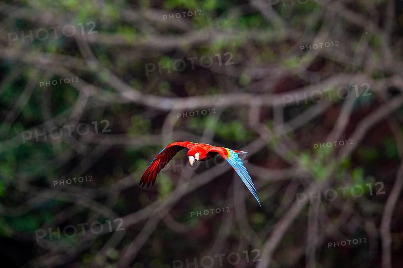 Red-and-green macaw (Ara chloropterus) Buraco das Araras Brazil
