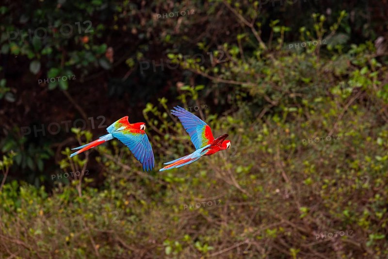 Red-and-green macaw (Ara chloropterus) Buraco das Araras Brazil
