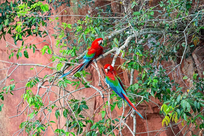 Red-and-green macaw (Ara chloropterus) Buraco das Araras Brazil