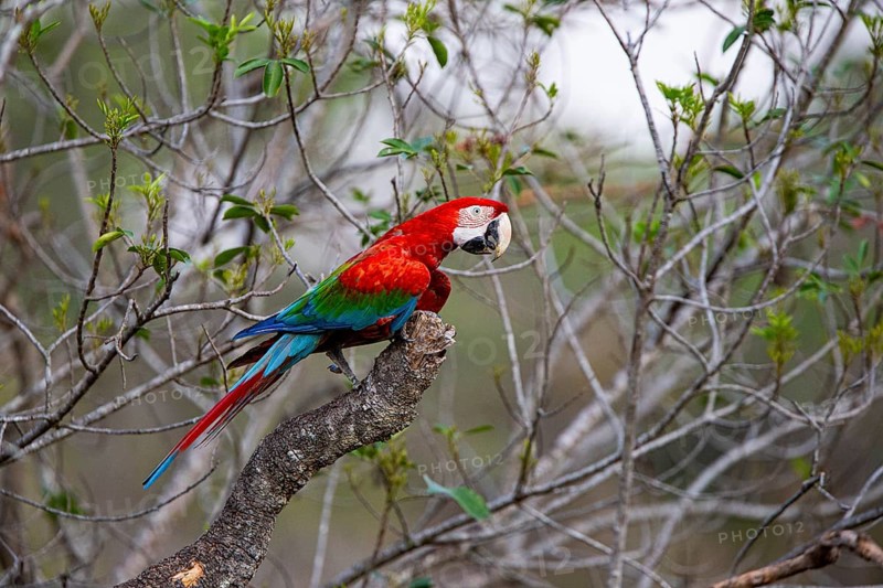 Red-and-green macaw (Ara chloropterus) Buraco das Araras Brazil