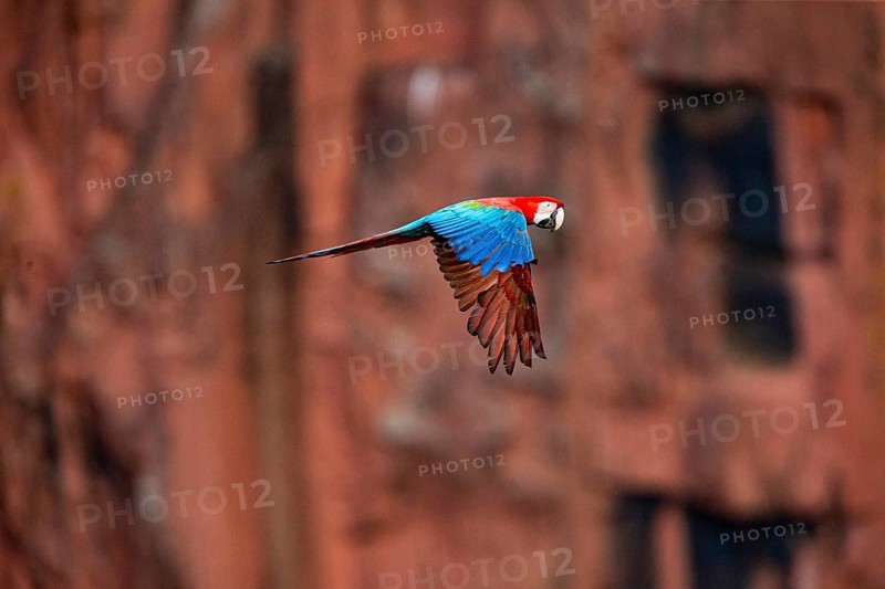 Red-and-green macaw (Ara chloropterus) Buraco das Araras Brazil