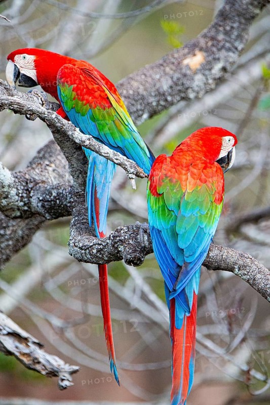 Red-and-green macaw (Ara chloropterus) Buraco das Araras Brazil