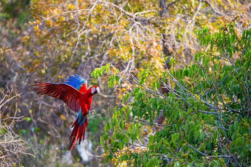 Red-and-green macaw (Ara chloropterus) Buraco das Araras Brazil