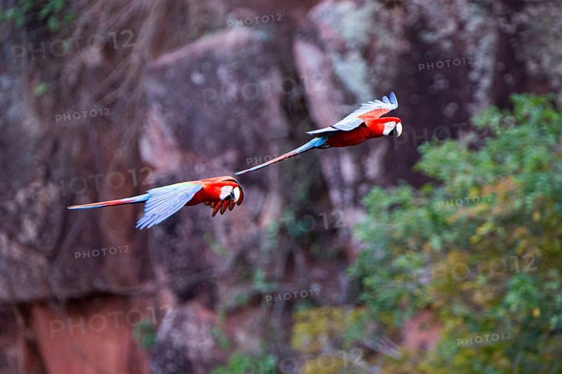 Red-and-green macaw (Ara chloropterus) Buraco das Araras Brazil