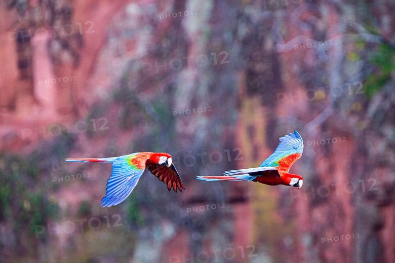 Red-and-green macaw (Ara chloropterus) Buraco das Araras Brazil