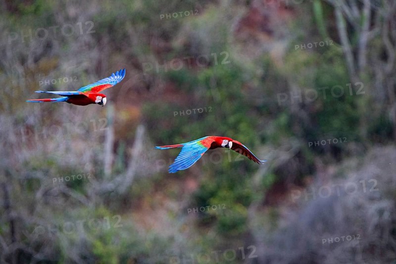 Red-and-green macaw (Ara chloropterus) Buraco das Araras Brazil