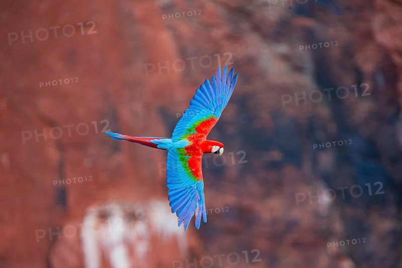 Red-and-green macaw (Ara chloropterus) Buraco das Araras Brazil