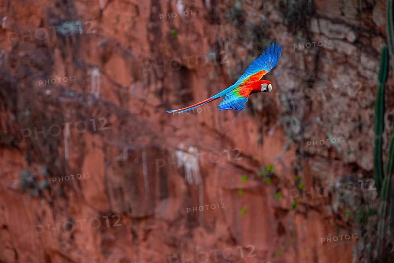 Red-and-green macaw (Ara chloropterus) Buraco das Araras Brazil