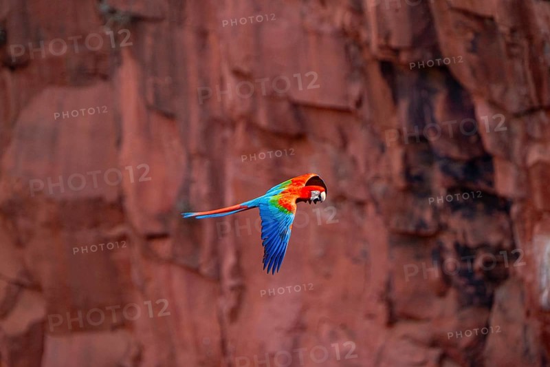 Red-and-green macaw (Ara chloropterus) Buraco das Araras Brazil