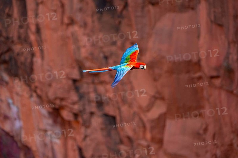 Red-and-green macaw (Ara chloropterus) Buraco das Araras Brazil