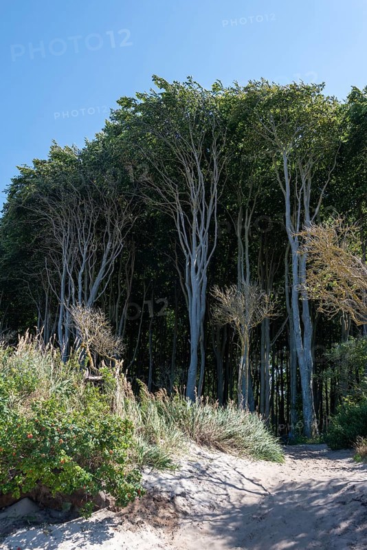 Light beech forest behind the dunes, Graal Müritz, Mecklenburg-Vorpommern, Germany, Europe