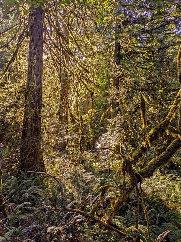 Ancient Cedars Vancouver Island British Columbia, Canada, North America