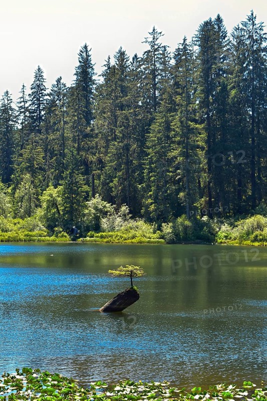 Bonsai Tree Fairy Lake. Vancouver Island British Columbia, Canada, North America