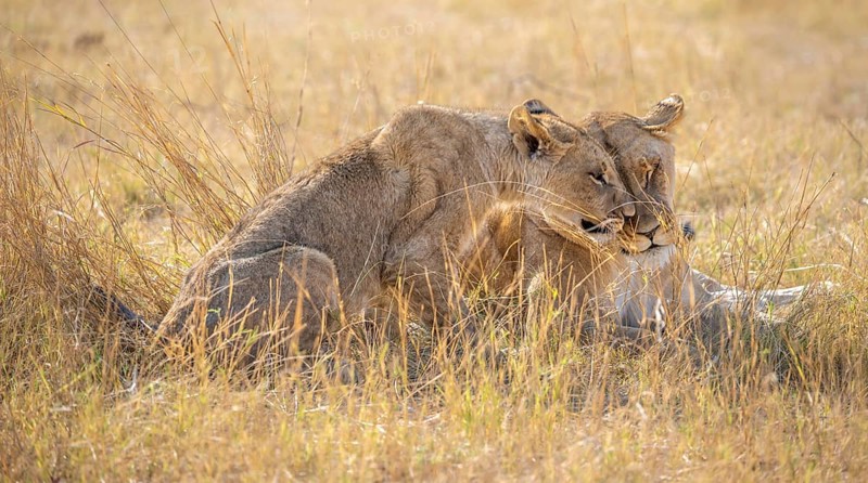 Lion (Panthera leo), animal family, adult female with cubs, in dry grass, off-road vehicle behind during game viewing, Khwai, Okavango Delta, Moremi Game Reserve, Botswana, Africa
