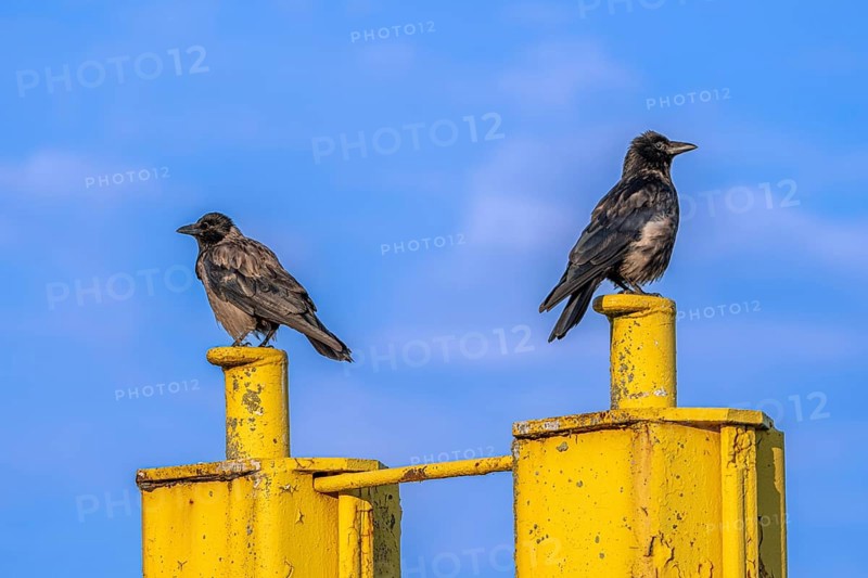Two corvids (Corvus corone) sitting on a yellow jetty at the harbour of Tangier at the mouth of the Elbe, Tangermünde, Saxony-Anhalt, Germany, Europe