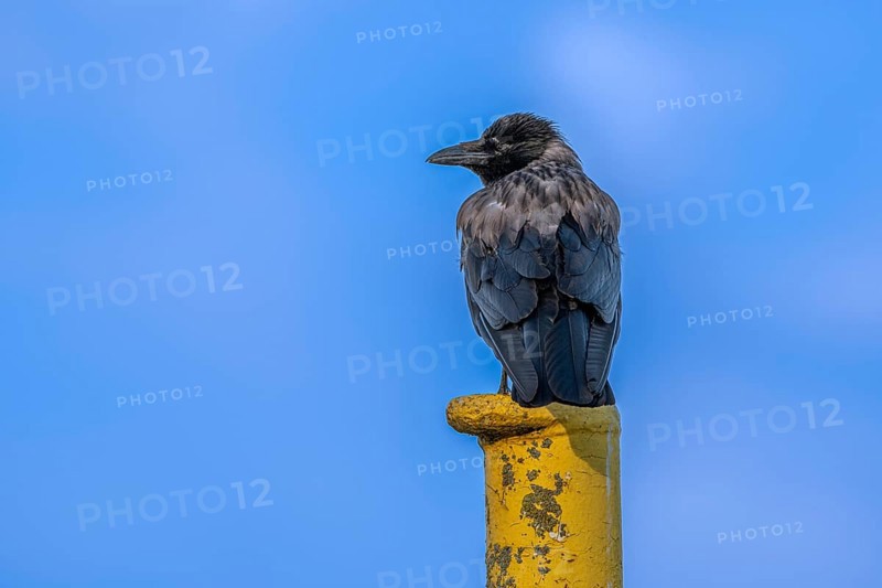 A raven crow (Corvus corone) sits on a yellow jetty at the harbour of Tangier at the mouth of the Elbe, Tangermünde, Saxony-Anhalt, Germany, Europe