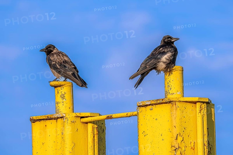 Two corvids (Corvus corone) sitting on a yellow jetty at the harbour of Tangier at the mouth of the Elbe, Tangermünde, Saxony-Anhalt, Germany, Europe