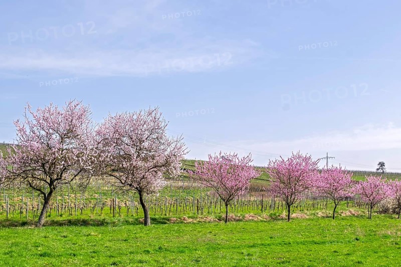 Almond tree (Prunus dulcis), Siebeldingen, German Wine Route, also Southern Wine Route, Southern Palatinate, Palatinate, Rhineland-Palatinate, Germany, Europe