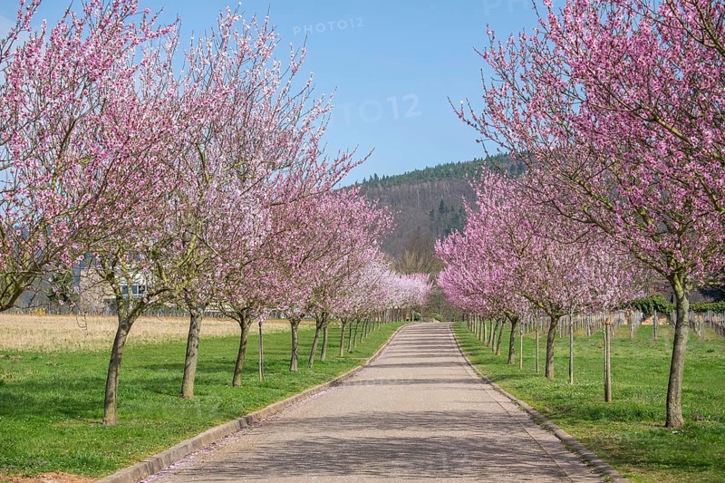 Almond tree blossom, almond tree (Prunus dulcis), Siebeldingen, German Wine Route, also Southern Wine Route, Southern Palatinate, Palatinate, Rhineland-Palatinate, Germany, Europe
