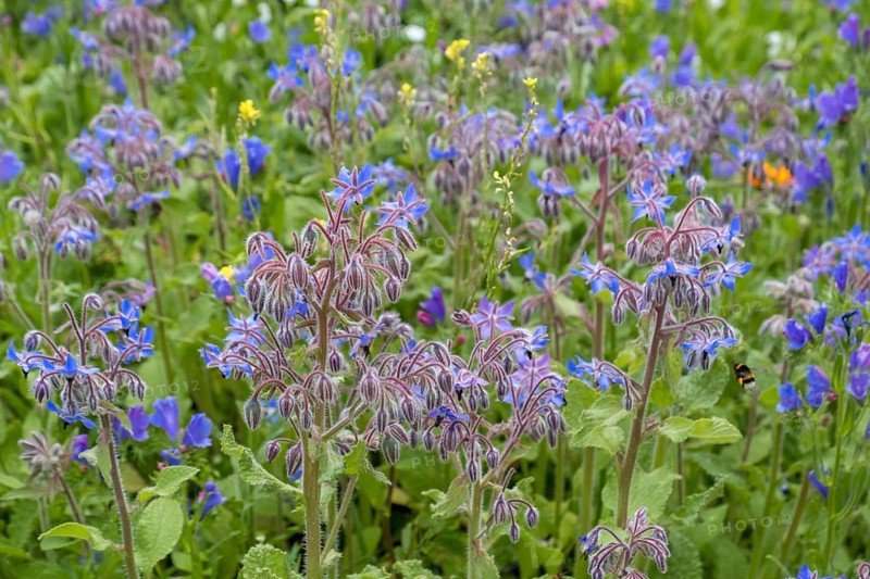 Borage (Borago officinalis), North Rhine-Westphalia, Germany, Europe