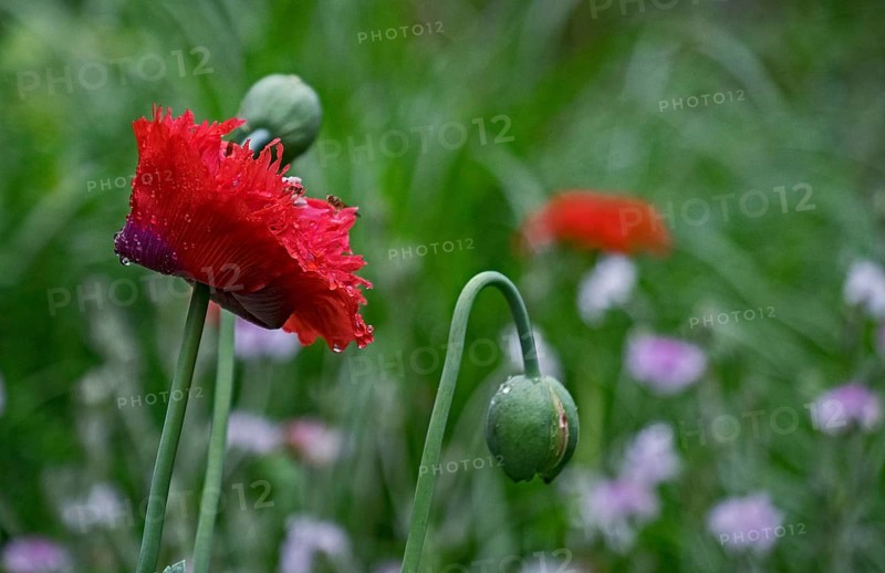 Garden poppy (Papaver) with raindrops, North Rhine-Westphalia, Germany, Europe