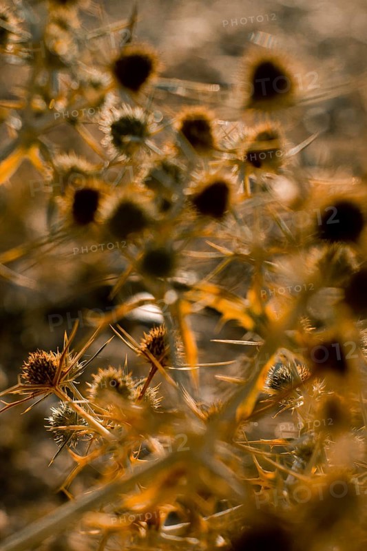Macro image of a golden thistle detail.Cnicus benedictus.Golden dry prickly flower bush background, AI generated