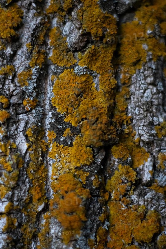 Vertical image of Lichen on tree trunk background. A lot of yellow lichen. Xanthoria parietina. Fungus macro. Nature background, texture. Moss growing on the trunk of a tree. Textured wood surface with lichens, AI generated