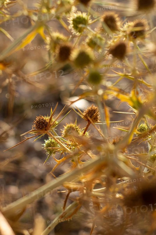 Macro image of a golden thistle detail.Cnicus benedictus.Golden dry prickly flower bush background, AI generated