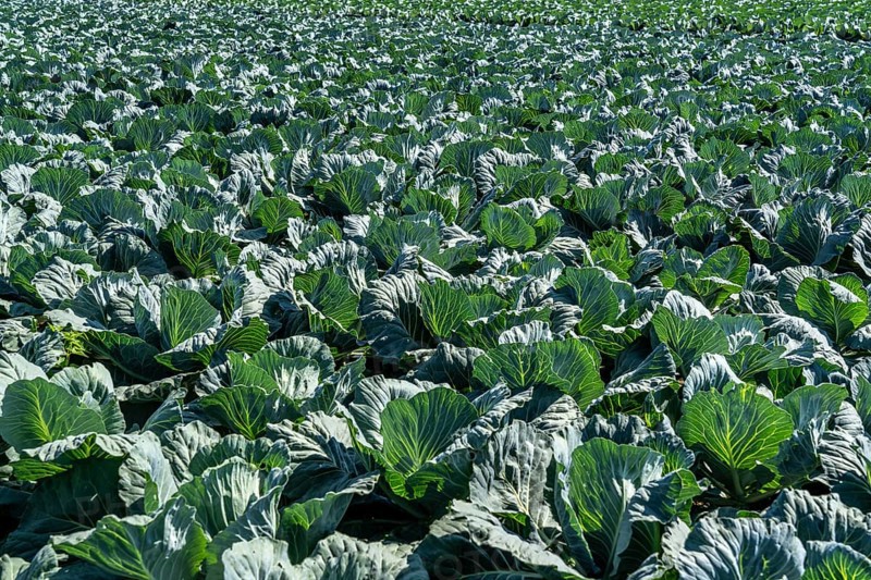Cabbage cultivation, in a field, young white cabbage, North Rhine-Westphalia, Germany, Europe
