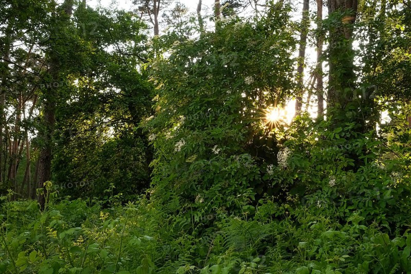 Forest with setting sun, aperture star, sunbeams, Lower Rhine, North Rhine-Westphalia, Germany, Europe