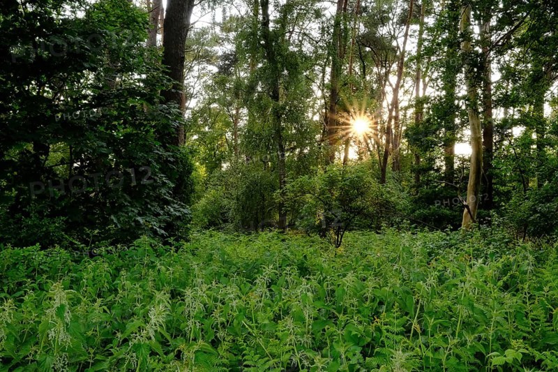 Forest with setting sun, aperture star, sunbeams, Lower Rhine, North Rhine-Westphalia, Germany, Europe