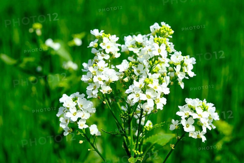 Horseradish (Armoracia rusticana), blurred background, North Rhine-Westphalia, Germany, Europe