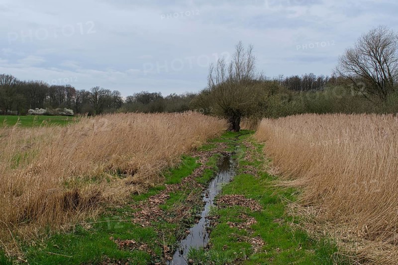 Swampland at the edge of a forest, North Rhine-Westphalia, Germany, Europe