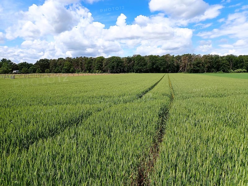 Grain field in spring with a tractor track, Lower Rhine, North Rhine-Westphalia, Germany, Europe