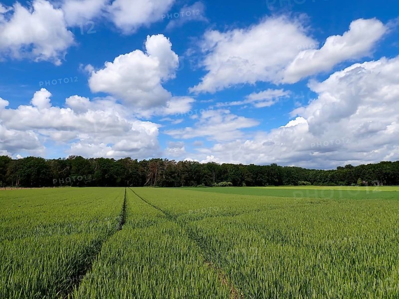 Grain field in spring with a tractor track, Niederrhe, North Rhine-Westphalia, Germany, Europe