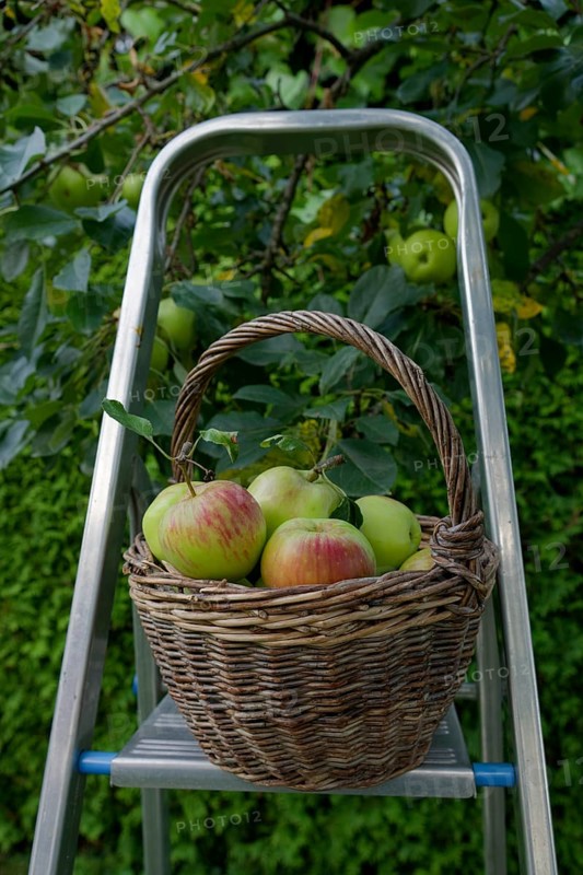 Wicker basket filled with the apple variety James Grieve, fruit harvest, apple harvest, apple, food, fruit, ladder, garden, Schwäbisch Malus halliana, Hohenlohe, Heilbronn-Franken, Baden-Württemberg, Germany, Europe