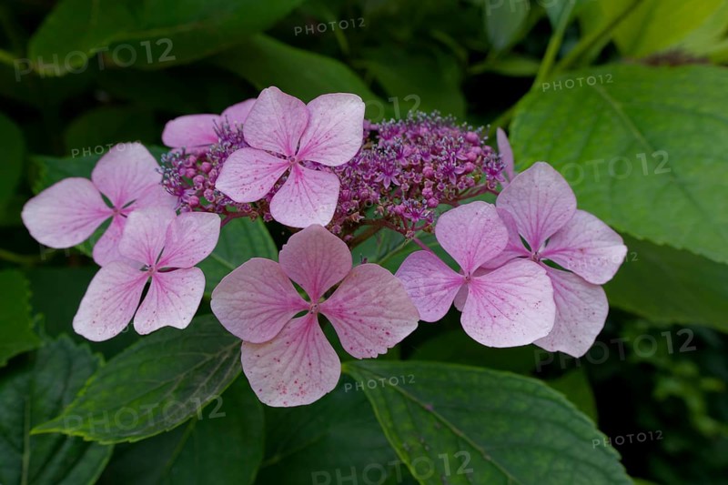 Flowering plate hydrangea, hydrangea, ornamental plant, garden plant, garden decoration, decoration, Schwäbisch Hall, Hohenlohe, Heilbronn-Franken, Baden-Württemberg, Germany, Europe