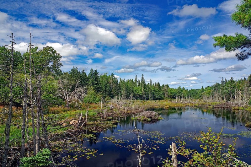 Forest landscape with a still body of water and clouds in the sky on a sunny day, Moor, Nova Scotia, Canada, North America