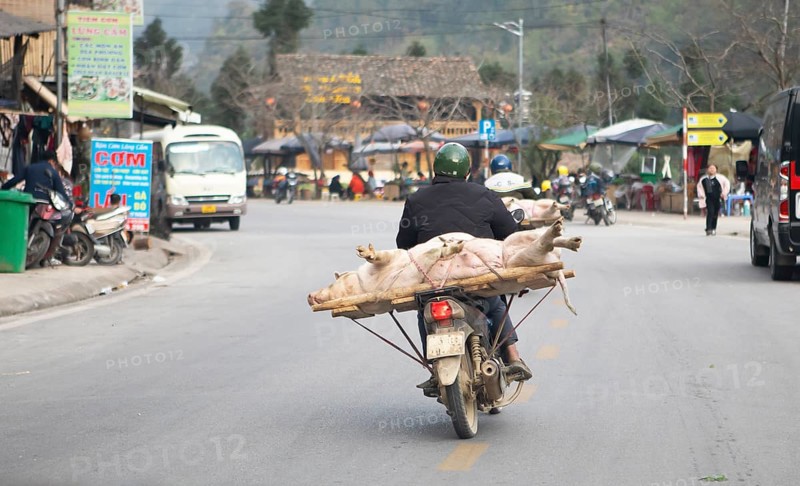Vietnamese man transporting a live pig on his moped, Ha Giang province, Vietnam, Asia